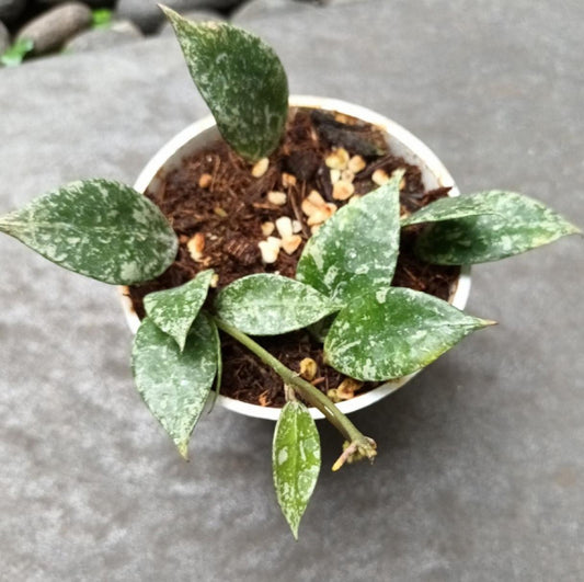 Hoya Lacunosa Splash - succulent plant - 1 Leaf with node