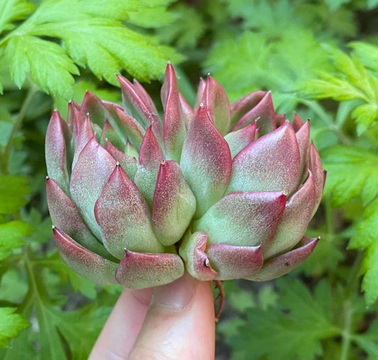 Echeveria Love letter - beautiful succulent - propagation leaf