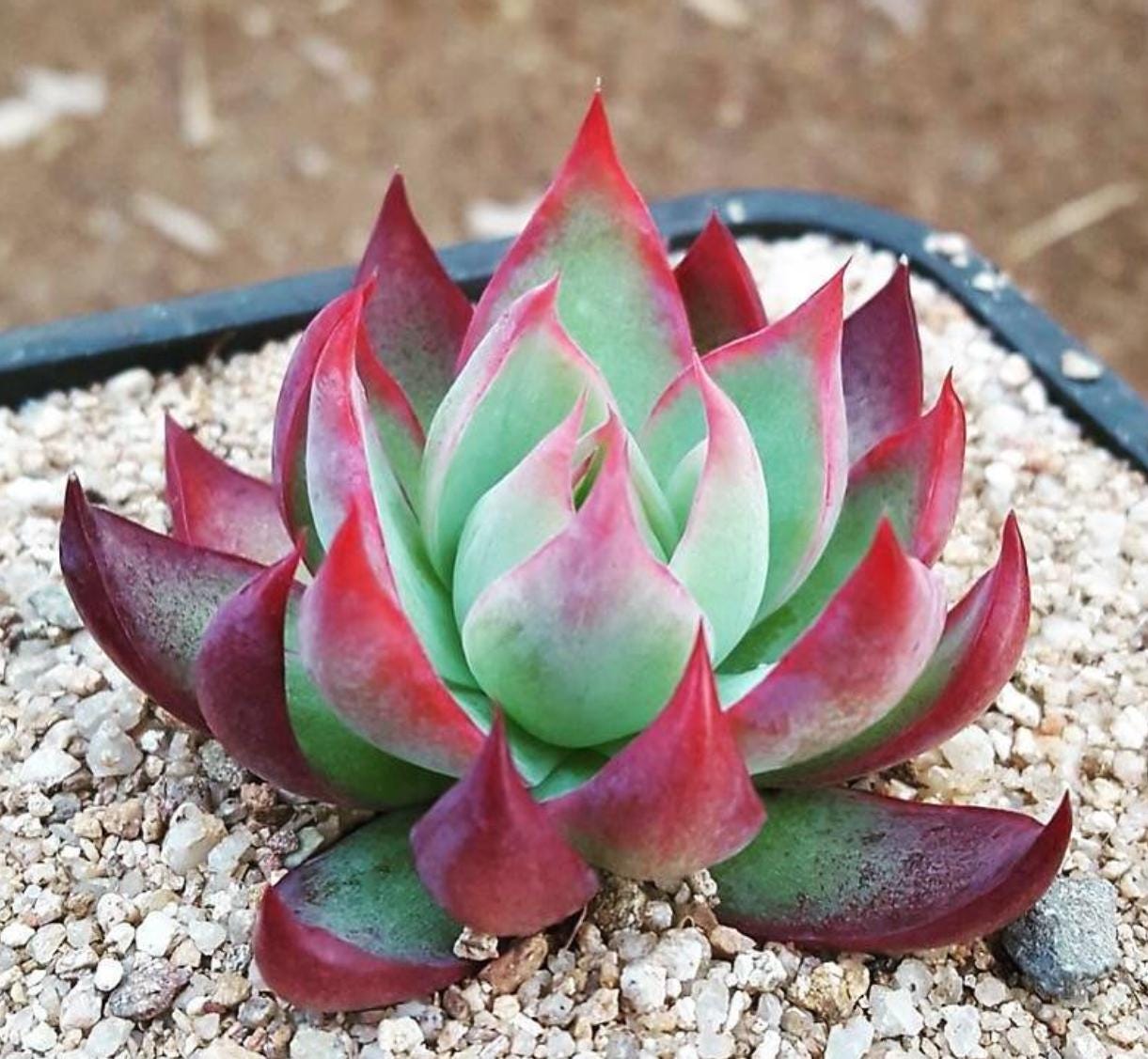 Echeveria Casio - beautiful succulent - propagation leaf