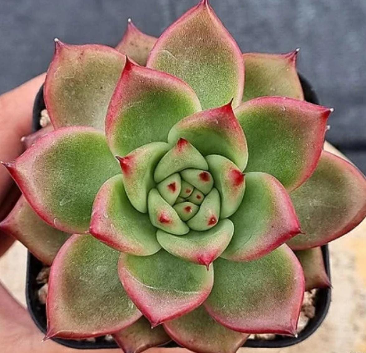 Echeveria Gantz - beautiful succulent - propagation leaf