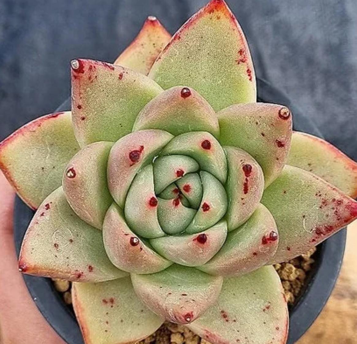 Echeveria Agavoides Cherbourg - beautiful succulent - propagation leaf