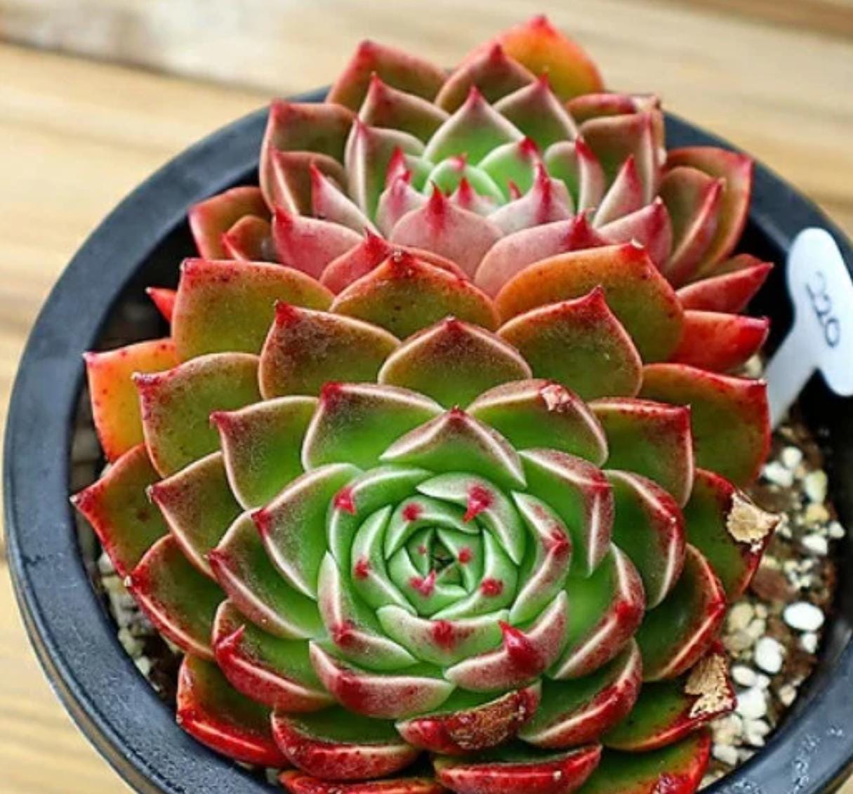 Echeveria Rudolf - beautiful succulent - propagation leaf