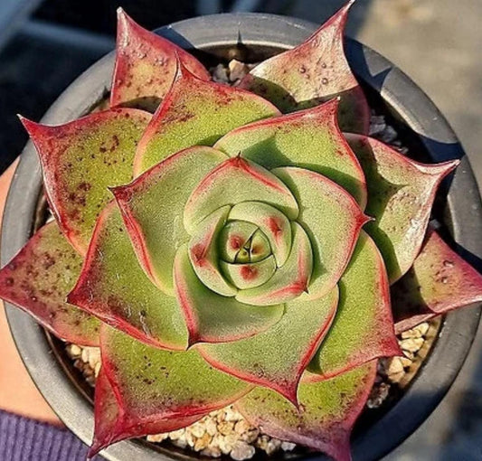 Echeveria Stella - beautiful succulent - propagation leaf