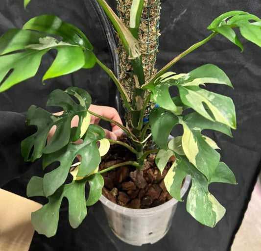 Rapidophora Tetrasperma Variegata - Variegated Monstera Minima - Rare Plants - Monstera Cuttings - Propagation Nodes