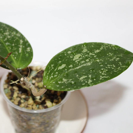 Hoya Verticillata Splash - succulent plant - 1 Leaf with node