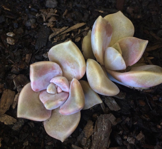 Graptopetalum Purple Delight - beautiful succulent - propagation leaf