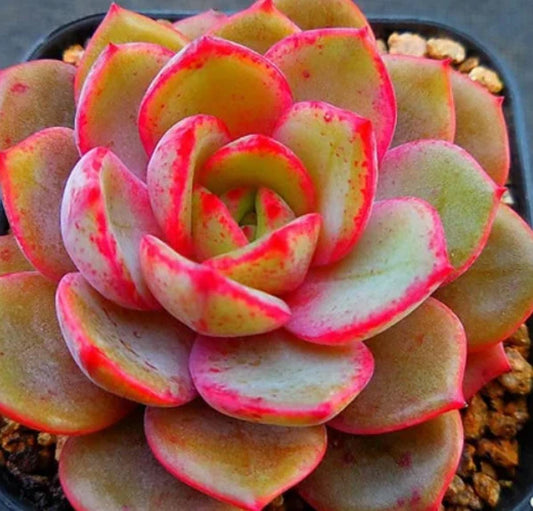 Echeveria Sunrise - beautiful succulent - propagation leaf