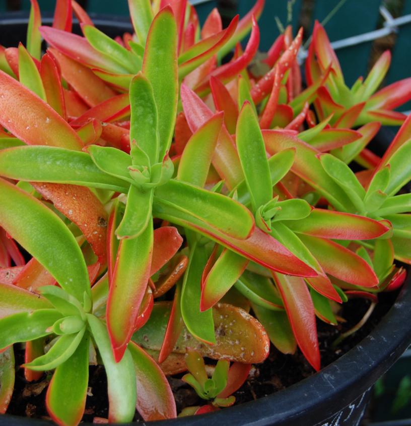 Crassula Capitella Campfire - beautiful succulent - propagation leaf