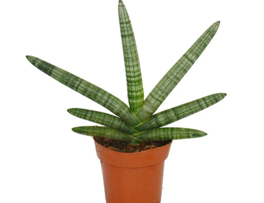 Sansevieria Cylindrica - Starfish Snake Plant - Beautiful Plant