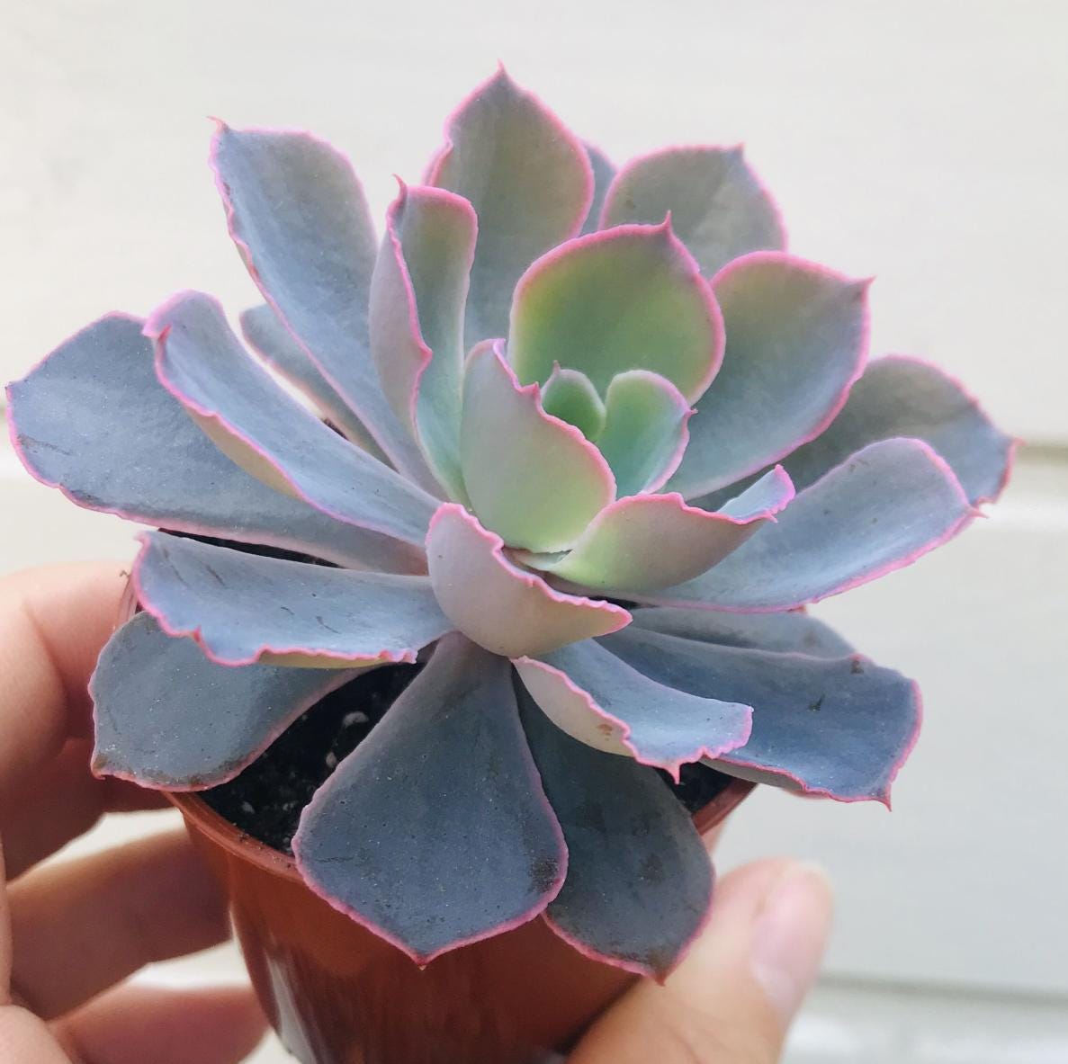 Echeveria Neon Light - beautiful succulent - propagation leaf