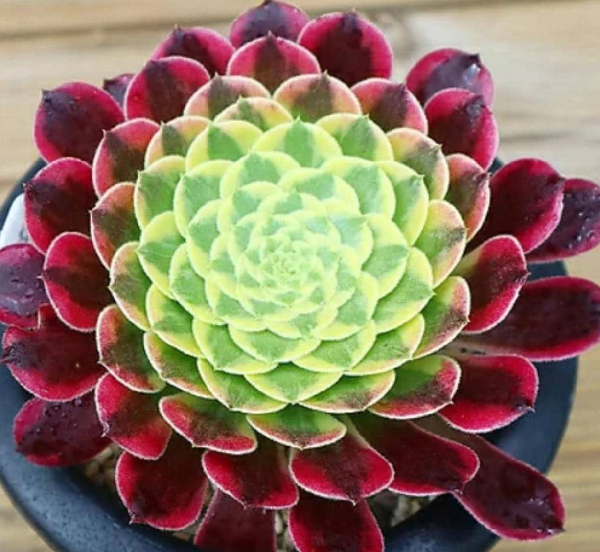 Aeonium Canariense - beautiful succulent - propagation leaf