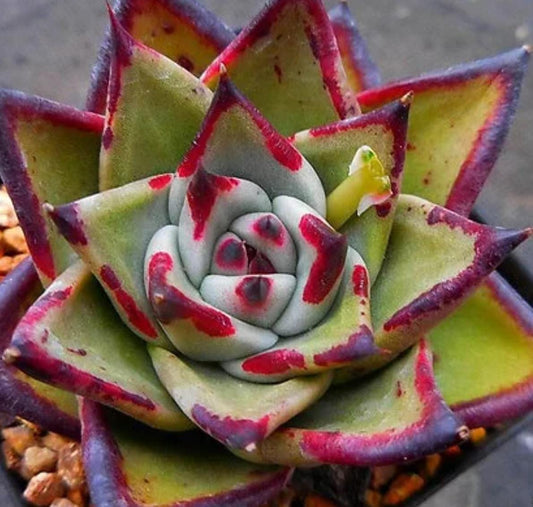 Echeveria Black Ruby - beautiful succulent - propagation leaf