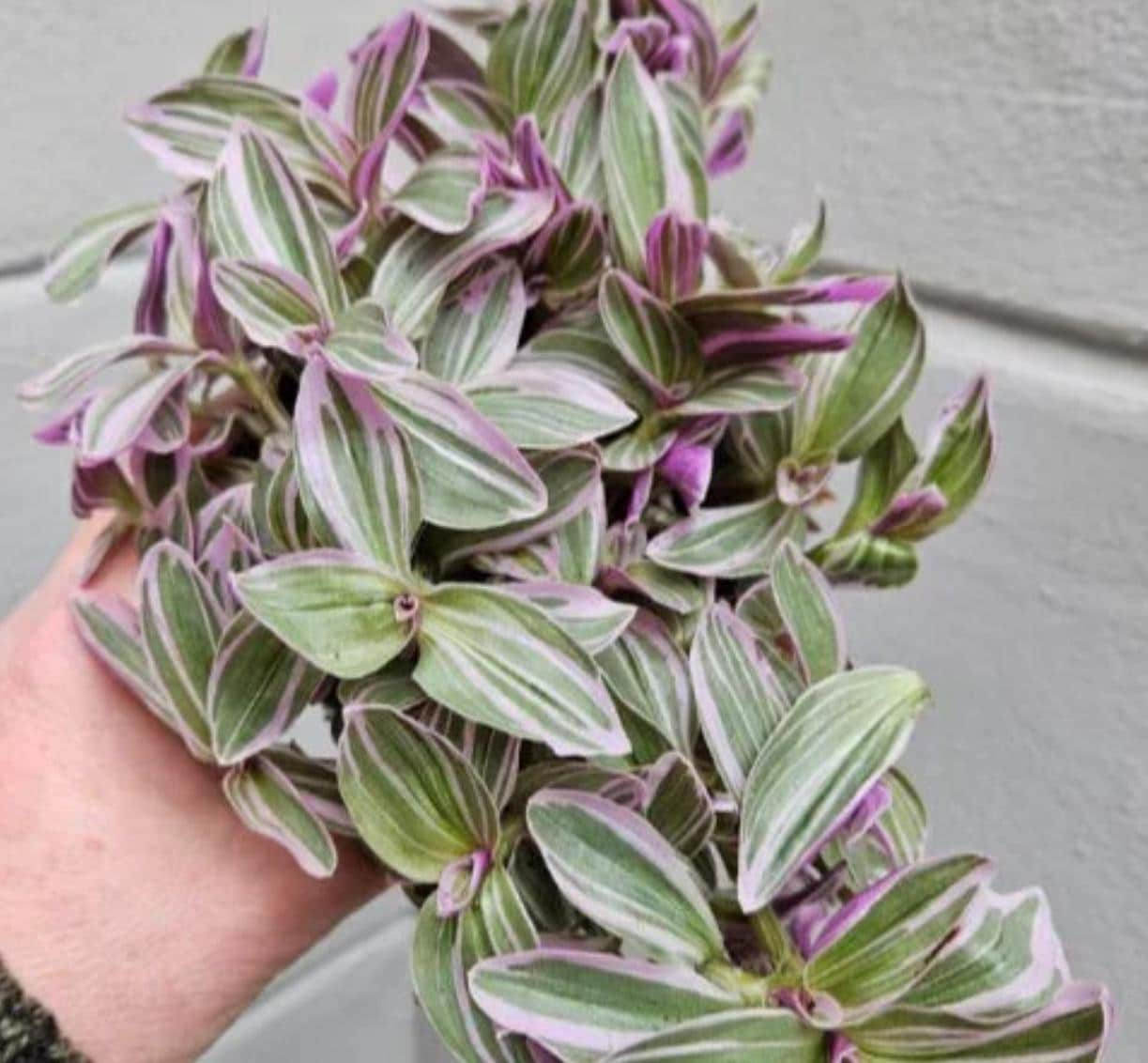 Tradescantia Rosa Sunrise - beautiful plant - rare plant - pink, white and green plant