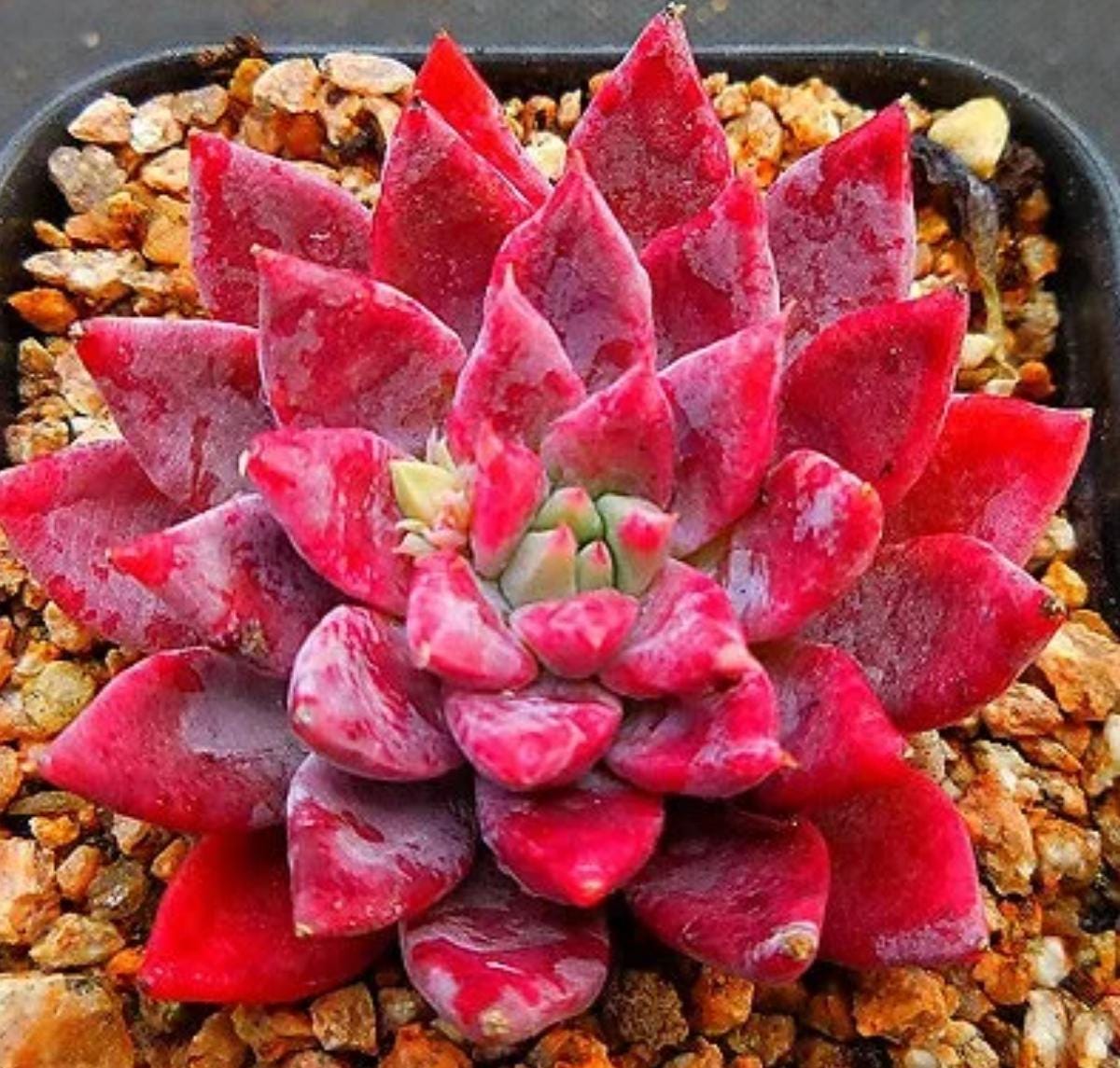 Echeveria Leopard - beautiful succulent - propagation leaf