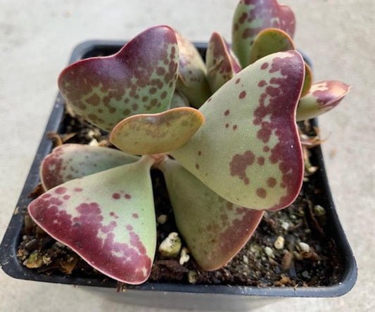 Adromischus Maculatus Calico Hearts - beautiful succulent - propagation leaf