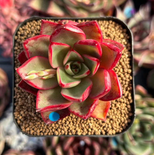 Echeveria Rojo - beautiful succulent - propagation leaf