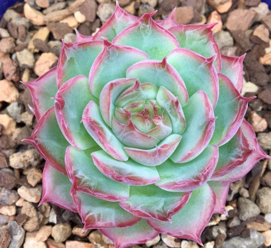 Echeveria Silhouette - beautiful succulent - propagation leaf