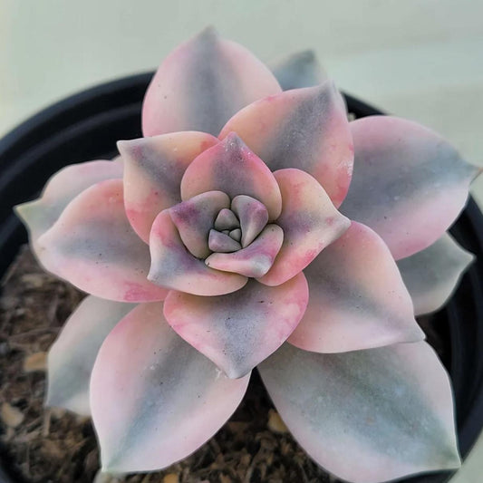 Graptopetalum Purple Delight 2 - beautiful succulent - propagation leaf