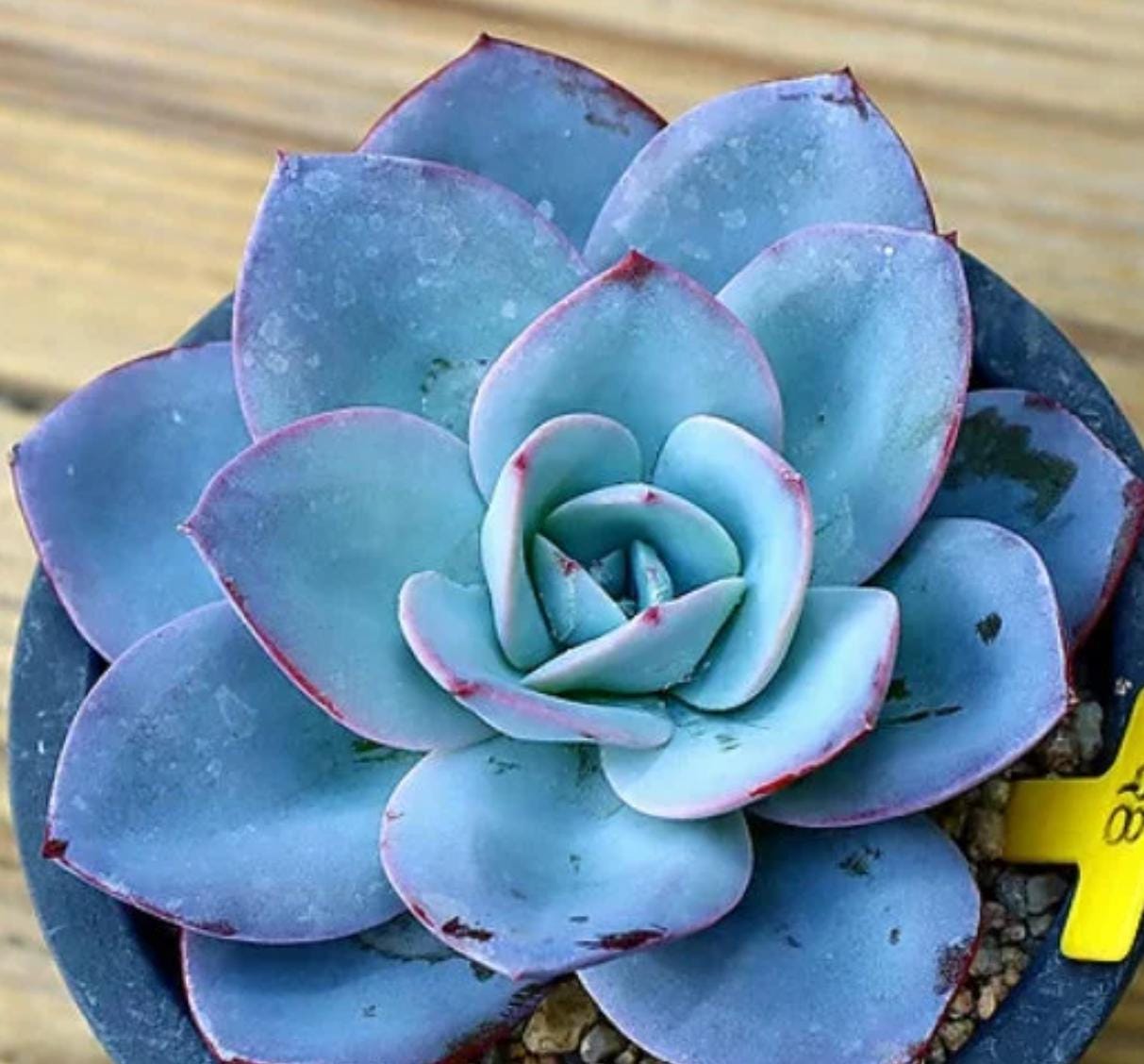 Echeveria Brinks Blue - beautiful succulent - propagation leaf