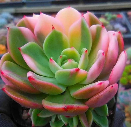 Echeveria Flamenco - beautiful succulent - propagation leaf