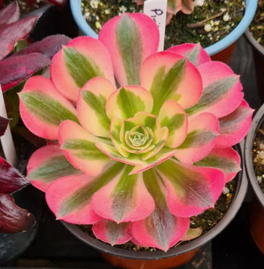 Aeonium Pink Witch - beautiful succulent - propagation leaf