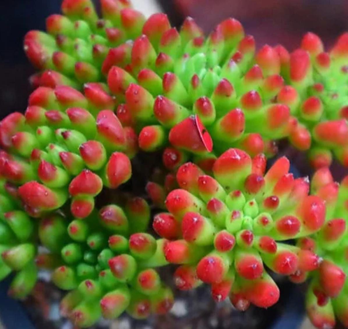 Sedum Touch Me - beautiful succulent - propagation leaf