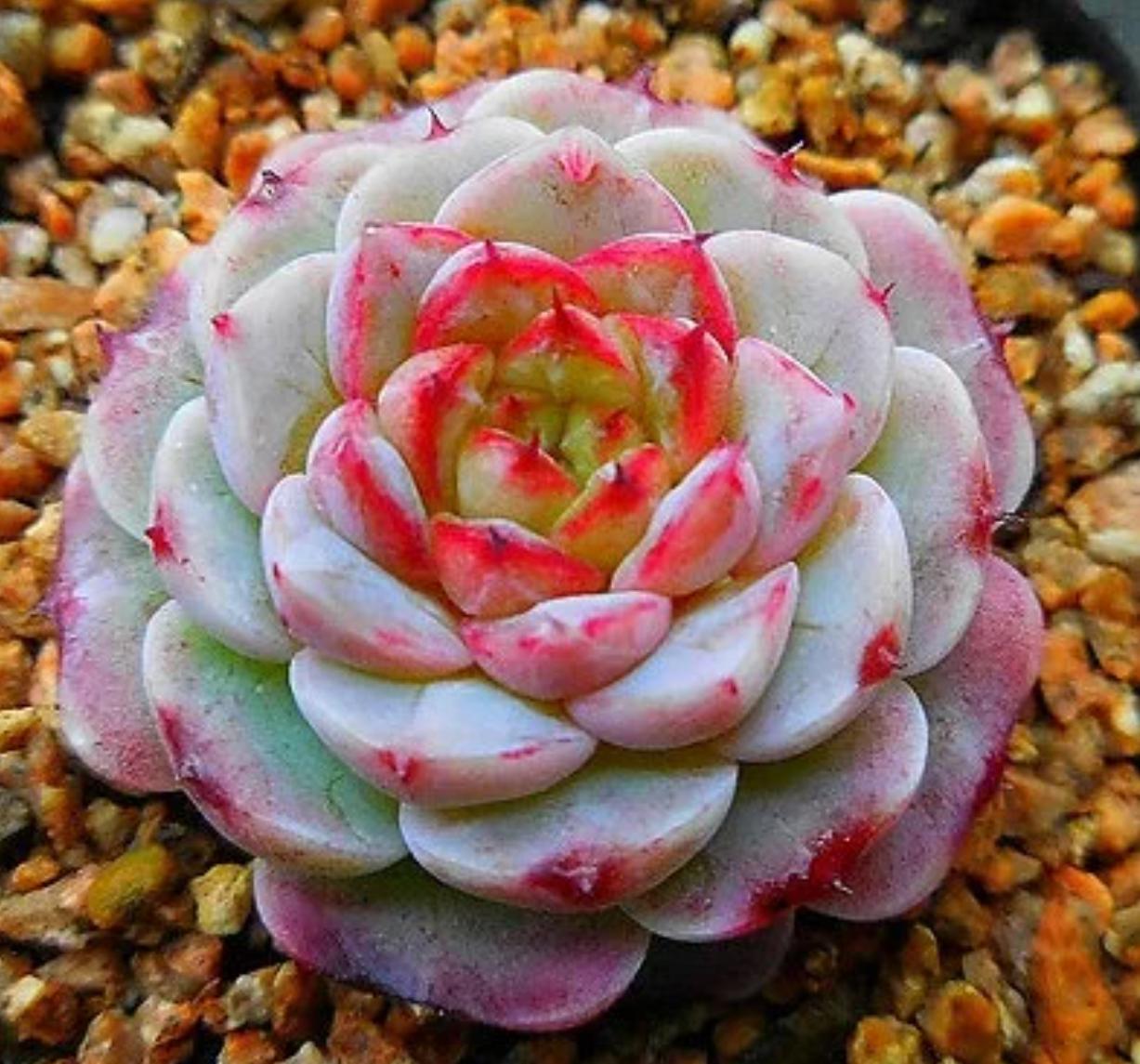 Echeveria Red Velvet - beautiful succulent - propagation leaf