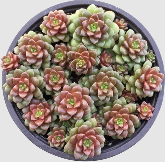 Echeveria Sirene - beautiful succulent - propagation leaf