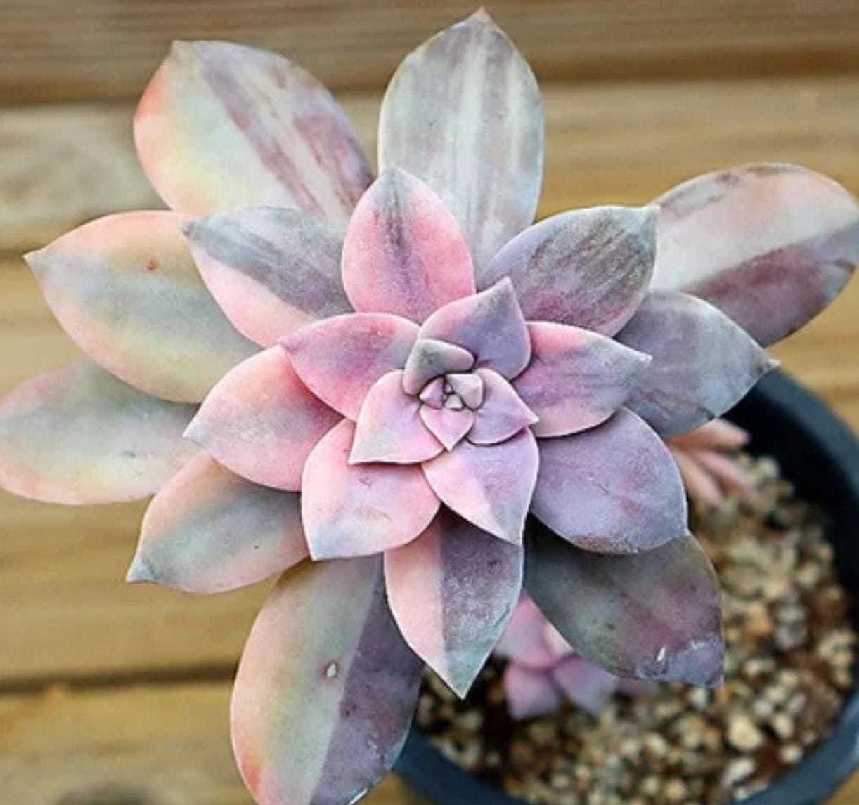 Graptopetalum Pentandrum Superbum - beautiful succulent - propagation leaf