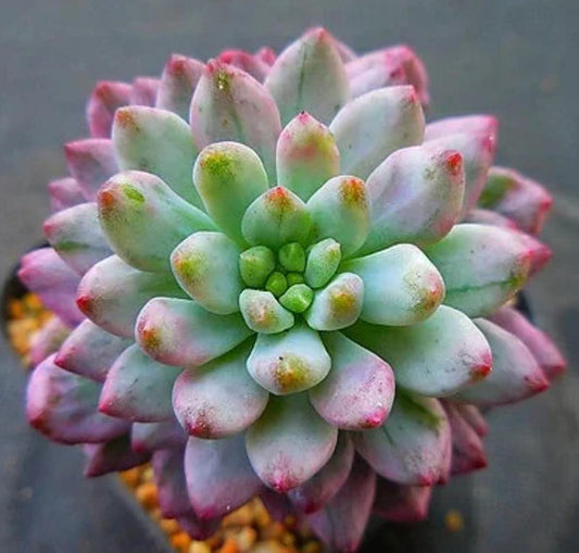 Echeveria Blue Elf - beautiful succulent - propagation leaf