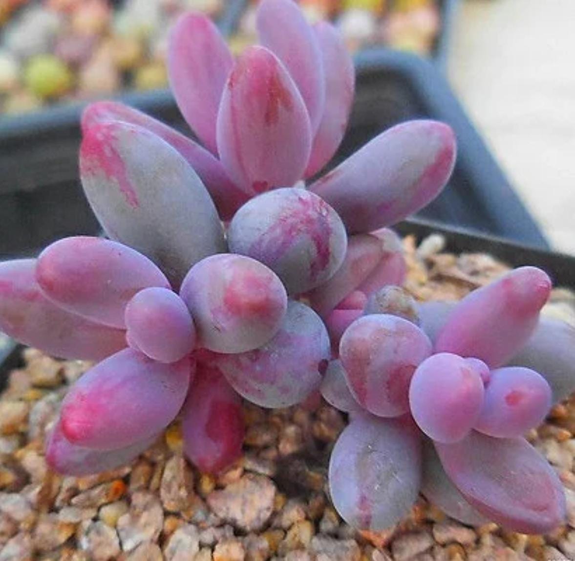 Pachysedum Ganzhou - beautiful succulent - propagation leaf