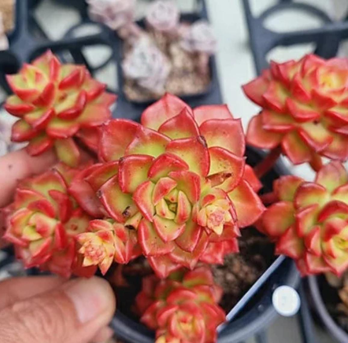 Sedeveria Magic Gold - Beautiful Succulent - Rare Succulent - Cuttings