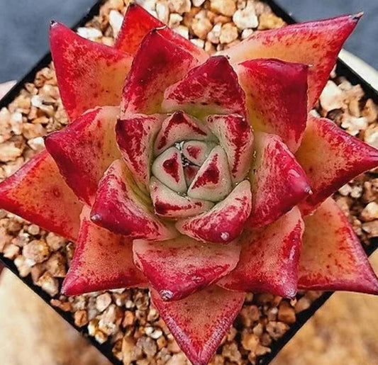 Echeveria Orange Ebony - beautiful succulent - propagation leaf