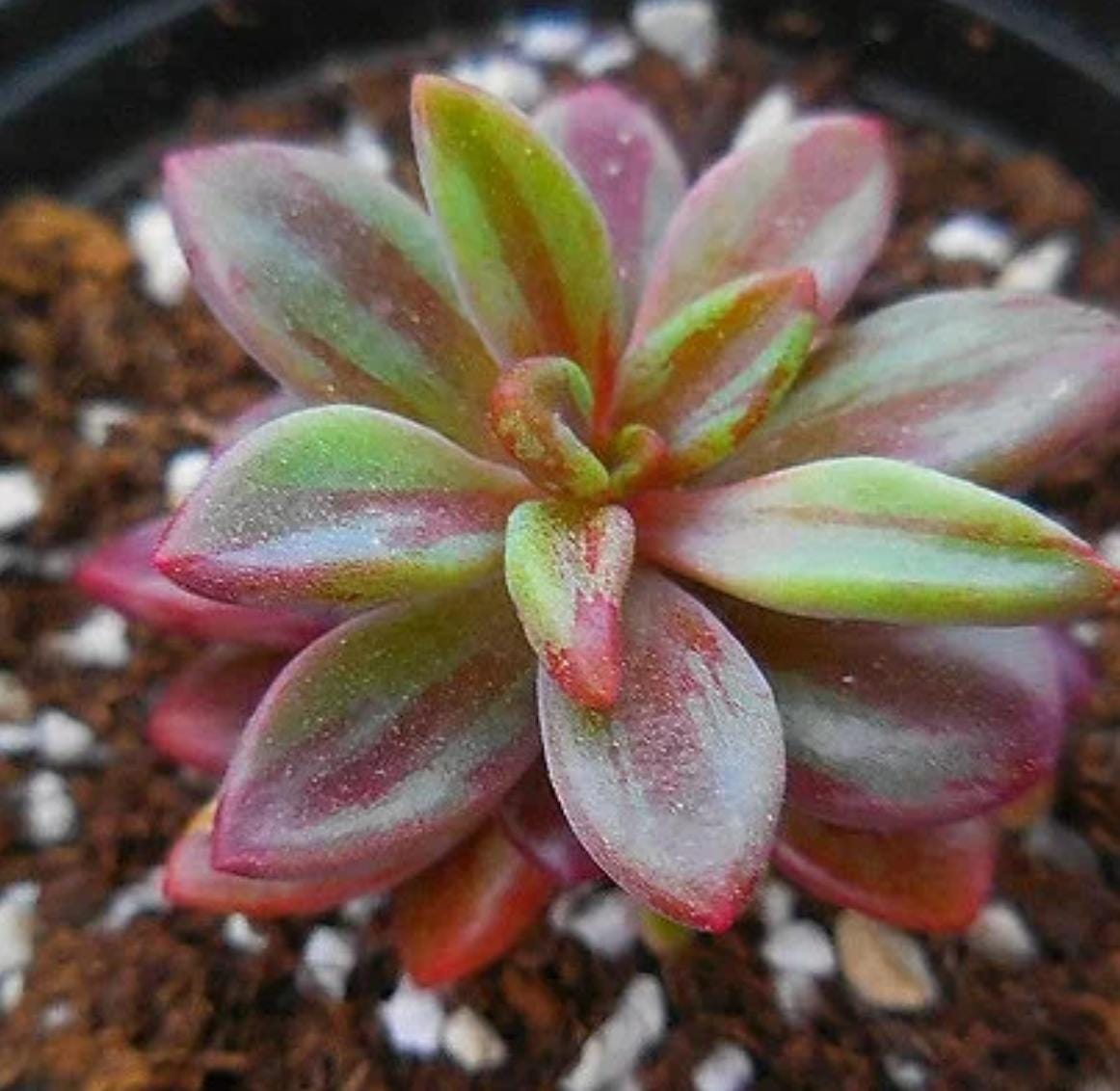 Echeveria Rezry - beautiful succulent - propagation leaf