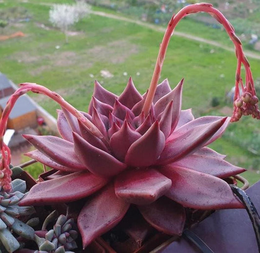 Echeveria Bordeaux - beautiful succulent - propagation leaf