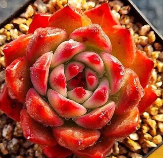 Echeveria Garcia - beautiful succulent - propagation leaf