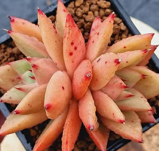 Echeveria Shaikh - beautiful succulent - propagation leaf