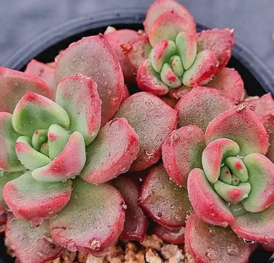 Echeveria Chapote - beautiful succulent - propagation leaf