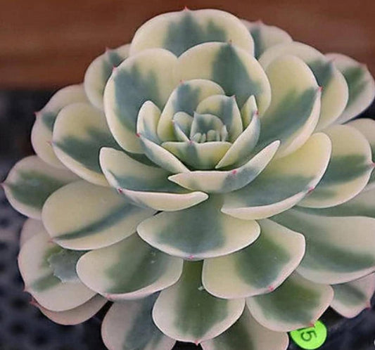 Echeveria Lenore Dean - Compton Carousel - beautiful succulent - propagation leaf