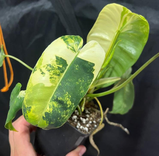 Philodendron Burle Marx Variegata - Rare Plant - Beautiful Plant - Cuttings