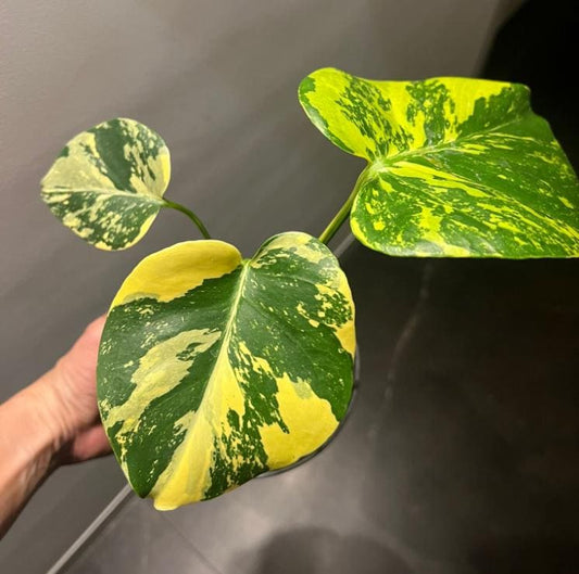 Monstera deliciosa Electro-light variegata - Monstera Aurea- Rare Plant - Beautiful Plant