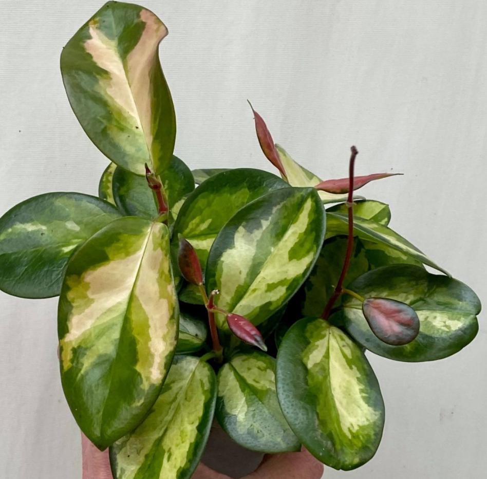 Hoya Australis Lisa - succulent plant - 1 Leaf with node