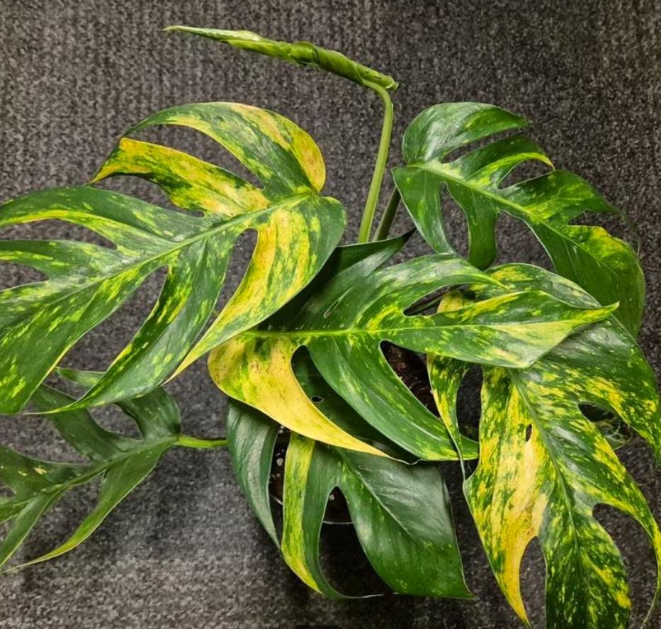 Epipremnum Pinnatum Aurea Variegata Yellow Flame - Rare Plant - Beautiful Plant - Cuttings