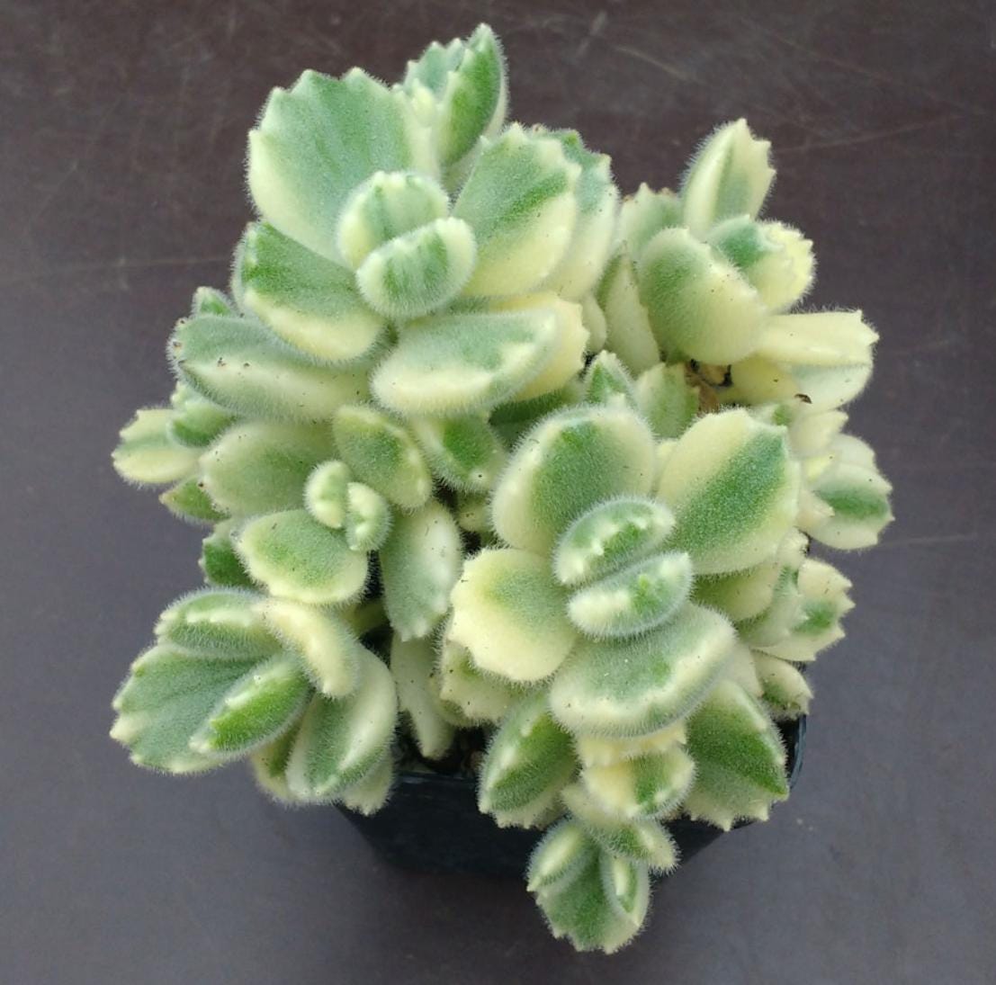 Cotyledon Ladismithiensis Variegata - beautiful succulent - propagation leaf