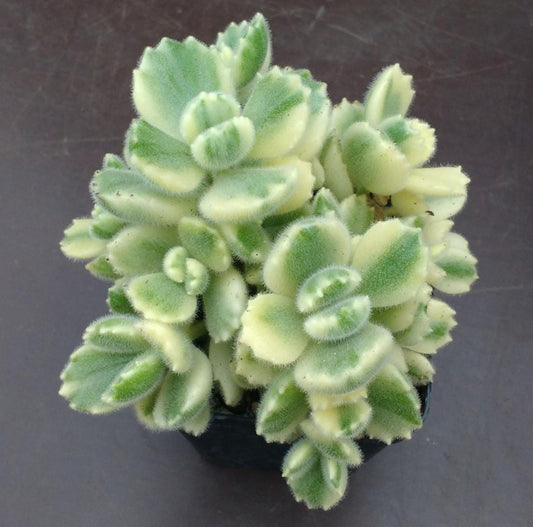 Cotyledon Ladismithiensis Variegata - beautiful succulent - propagation leaf