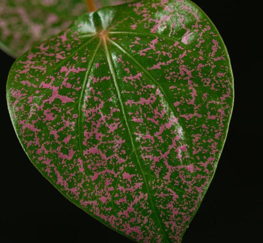 Piper sp. ex. Indonesia - Rare Plant - Beautiful Plant - Cuttings