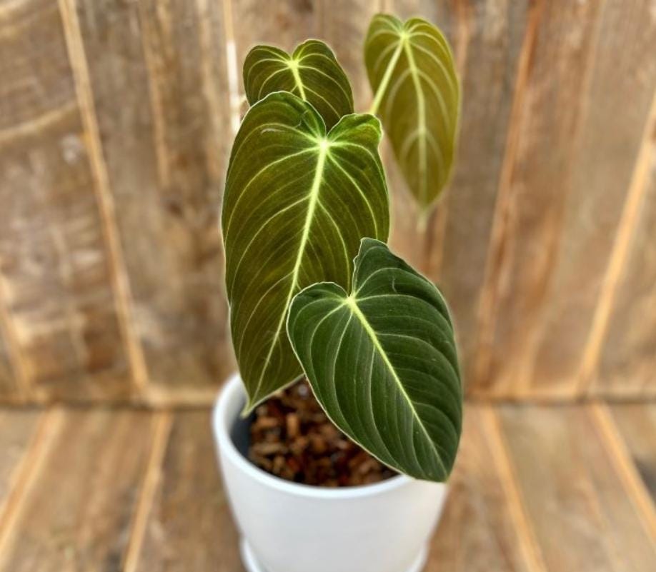 Philodendron Melanochrysum - Rare Plant - Beautiful Plant - Cuttings