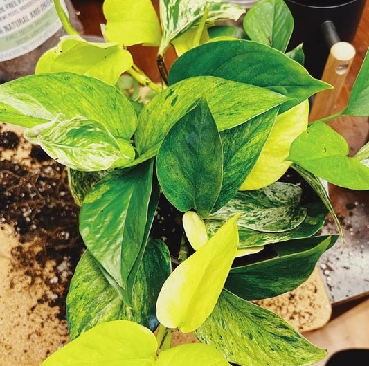 Pothos Mix of 5 - Rare Plant - Beautiful Plant - Cuttings