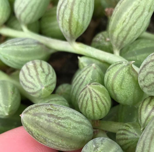 Senecio Herreianus - String Of Watermelons - Cuttings