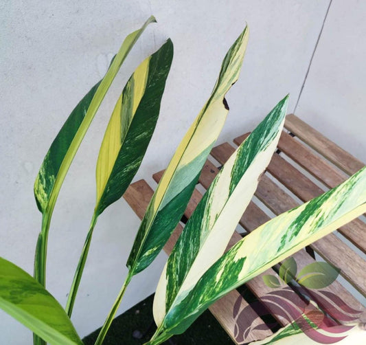 Epipremnum Amplissimum Variegata - Rare Plant - Beautiful Plant - Cuttings